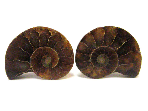 Ammonite Fossil Cufflinks