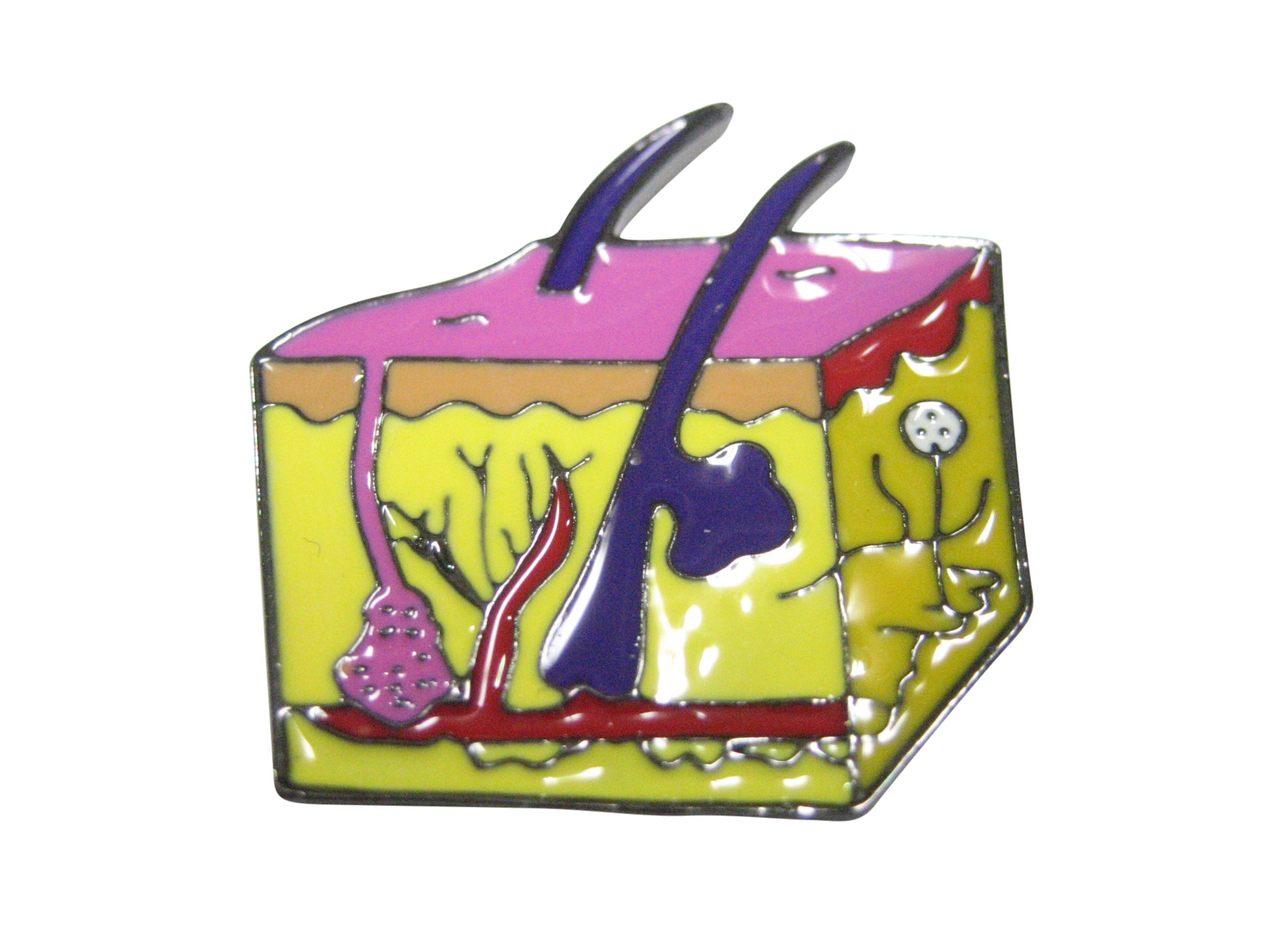 Colorful Anatomical Skin Cell Magnet